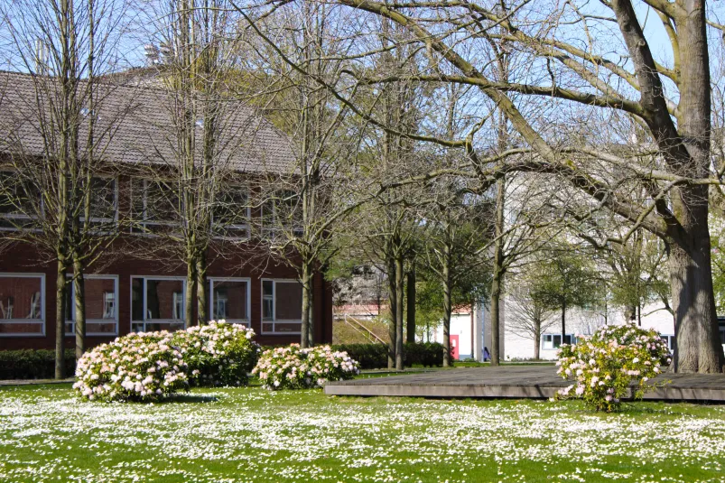A peaceful university campus scene featuring grassy open space covered with scattered white blossoms, leafless and budding trees, flowering shrubs, and modern academic buildings in the background under a clear blue sky.